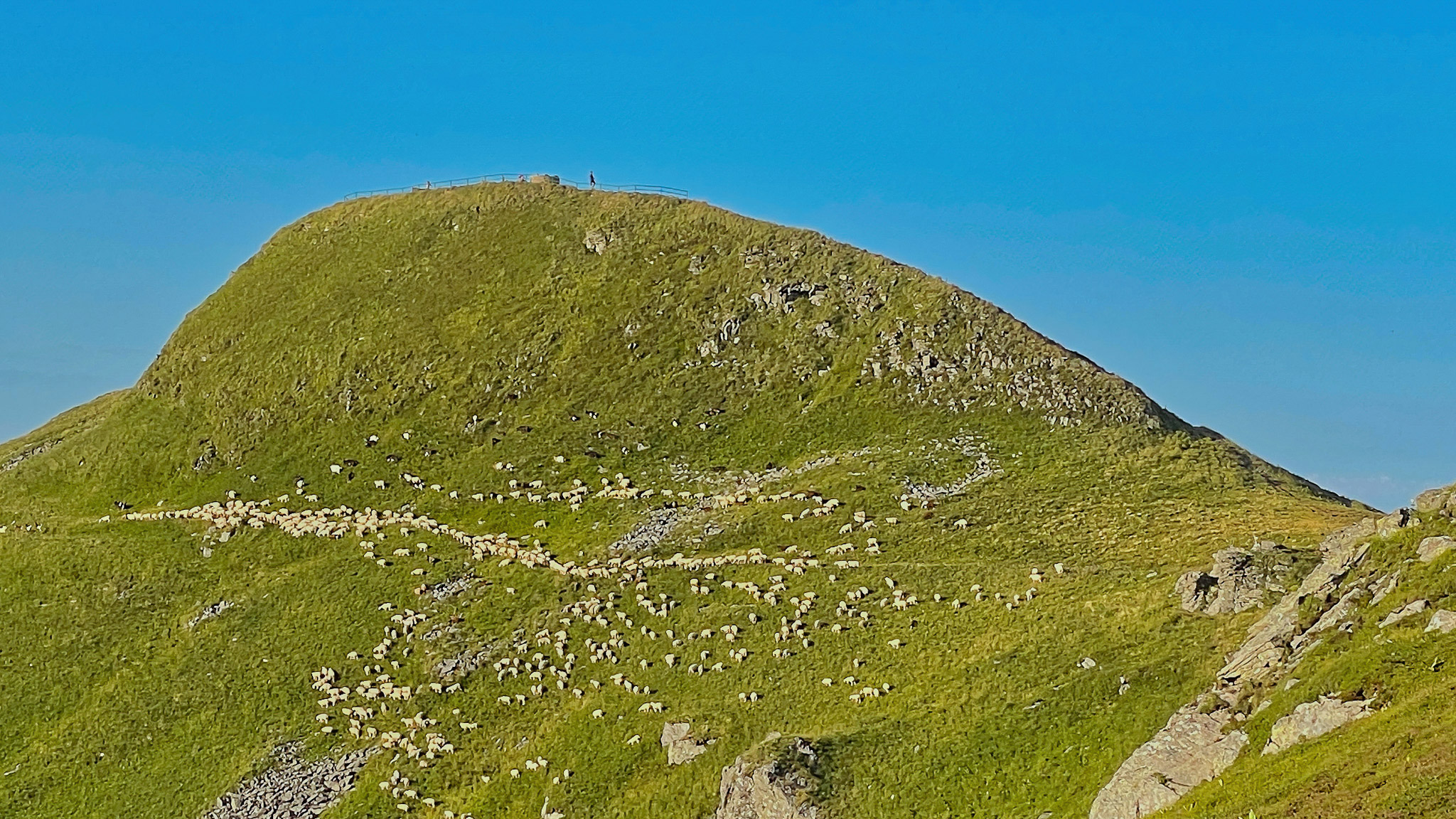 Sheep at Altitude: Pastoralism at the Summit of Plomb du Cantal