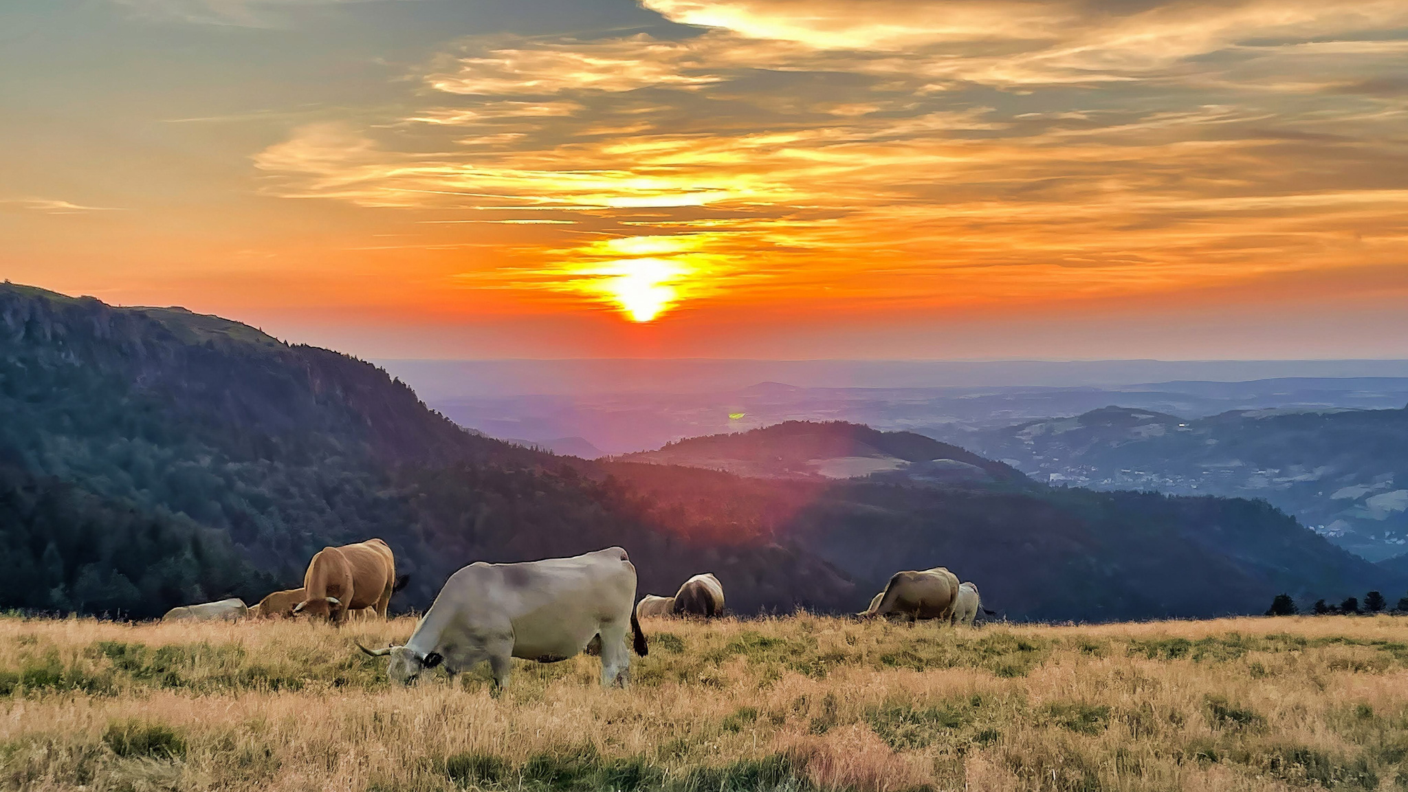 Massif du Sancy - Summer pastures: Wild and Splendid Nature