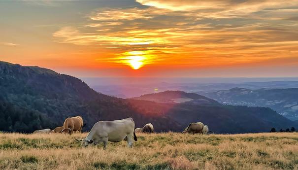Massif du Sancy - Summer pastures: Wild and Splendid Nature