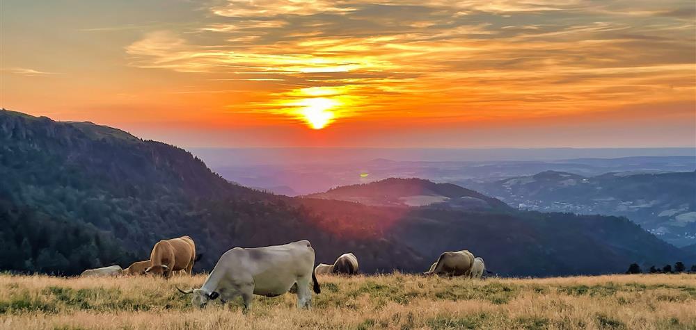Massif du Sancy - Summer pastures: Wild and Splendid Nature
