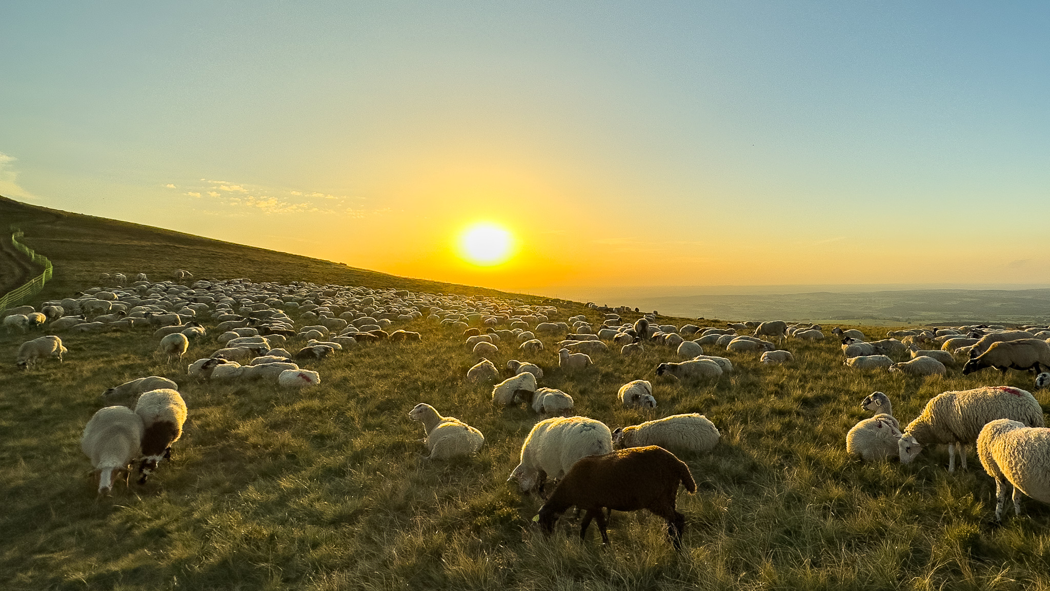 Massif de la Banne d'Ordanche: Sheep in the Summer Pastures - Nature and Tranquility